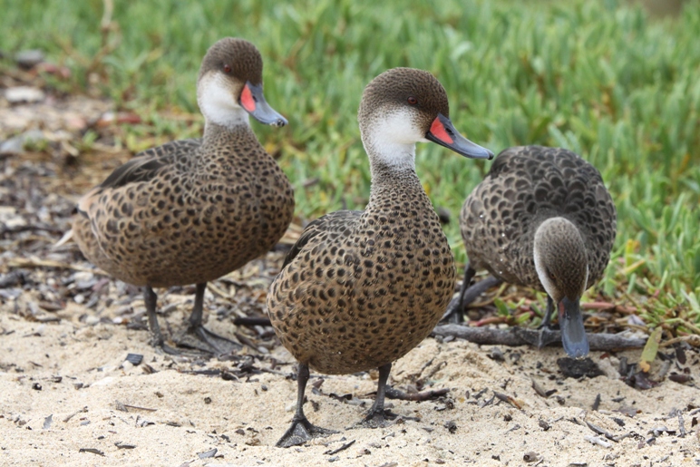 galapagos